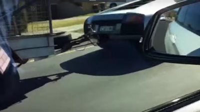 بالفيديو.. صاحب سيارة خارقة يحولها إلى ناقلة لمواش