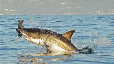 العثور على سمكة قرش عمرها 4 قرون بجرينلاند