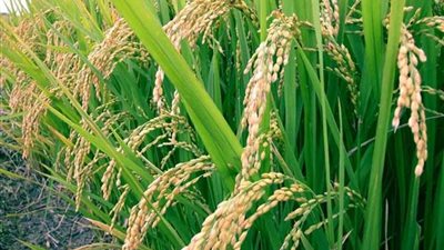 بحوث المحاصيل الحقليه بمركز بحوث سخا تحتفل بيوم الارز الهجين 