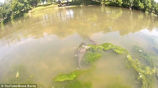 بالفيديو والصور.. ثعبان مياه يبتلع سمكة "أكبر منه 3 مرات"
