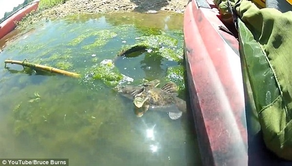 بالفيديو والصور.. ثعبان مياه يبتلع سمكة "أكبر منه 3 مرات"