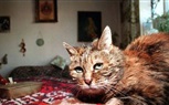 موت أكبر قطة معمرة في العالم عن عمر 30 عامًا