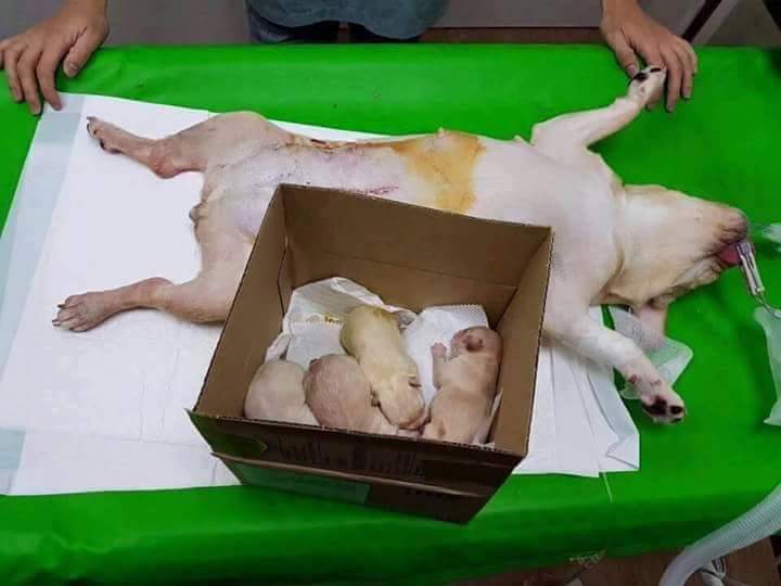 شاهد بالصور.. ولادة قيصرية لـ"كلبة"