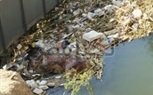 بالصور... أهالي أشمون يتضررون من الحيوانات النافقة والقمامة 