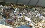 بالصور... أهالي أشمون يتضررون من الحيوانات النافقة والقمامة 