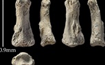 بالصور.. اكتشاف عظام بشرية عمرها 90 ألف سنة في السعودية