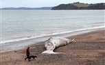 بالصور.. العثور على جثة حوت نافق على احد الشواطئ