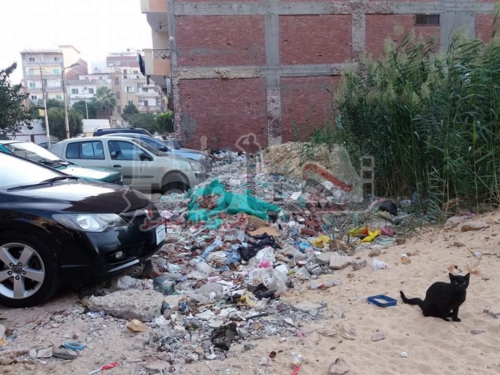 بالصور.. مواطنى شارع "الرملة" بالاسماعيلية يطالبون تدخل الحى لنظافة الشارع من والقمامة والكلاب الضالة والزواحف