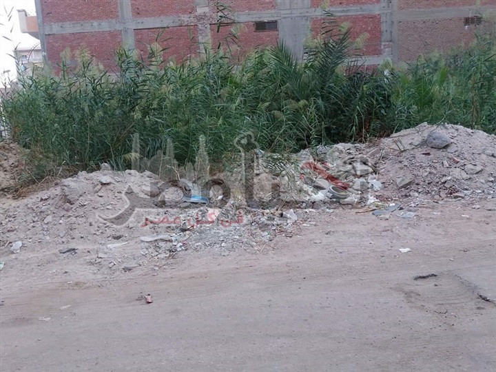 بالصور.. مواطنى شارع "الرملة" بالاسماعيلية يطالبون تدخل الحى لنظافة الشارع من والقمامة والكلاب الضالة والزواحف