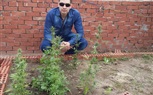 بالصور.. ضبط زراعة نباتات البانجو فوق سطح قاعة روتانا للأفراح بالباجور