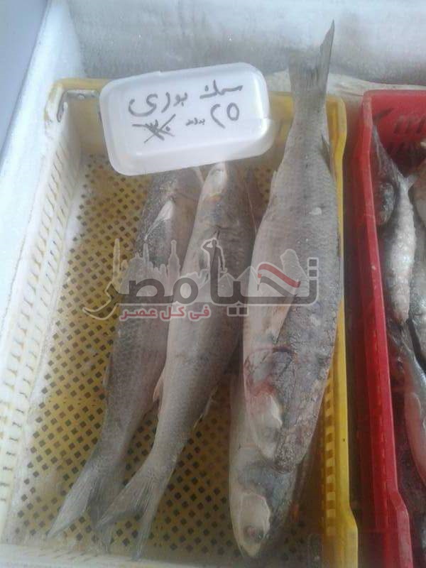 التموين بالإسماعيلية يوفر أسماك بأسعار أقل 15 جنيه عن الاسواق
