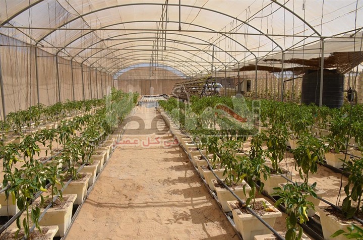 محافظ الإسماعيلية يتفقد منتجات الصوب الزراعية ومنشأت مركز الشباب بقرية "الأمل"