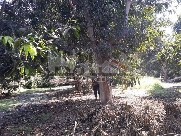 ننشر بالفيديو معاناة المزارعين من تفشى مرض "الهباب الأسود" بأشجار المانجو بالإسماعيلية