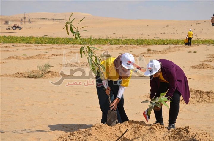 200 شاب يزرعون 80 ألف شتلة لأشجار المانجو بقرية "الأمل" بمشاركة وزارة الشباب والرياضة