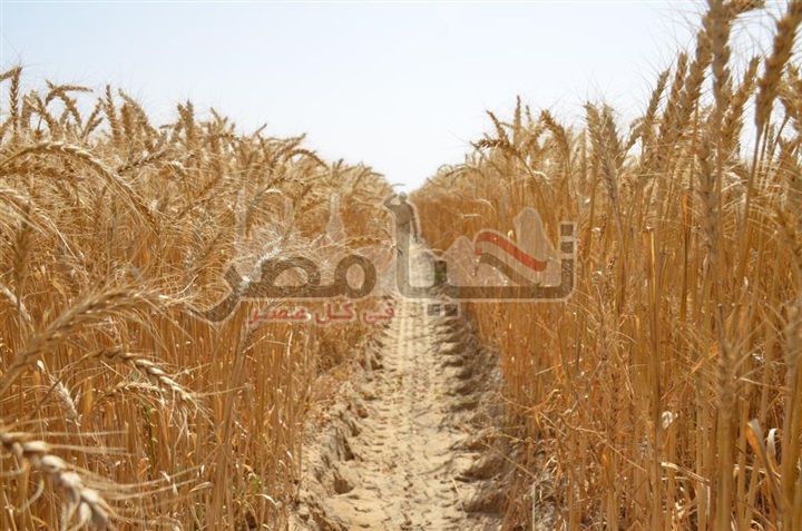 محافظ الإسماعيلية يتفقد بدء حصاد و توريد محصول القمح للصوامع بالقنطرة شرق