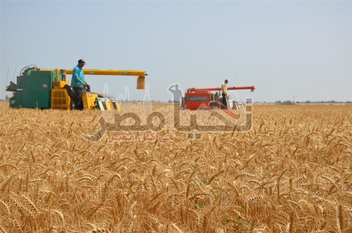 محافظ الإسماعيلية يتفقد بدء حصاد و توريد محصول القمح للصوامع بالقنطرة شرق
