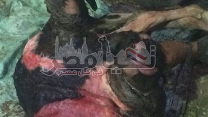 تحيا مصر