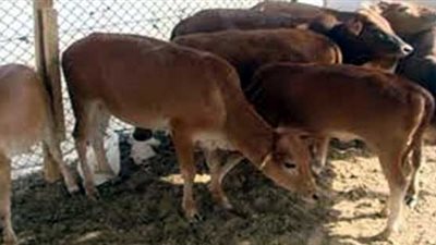 البنك الزراعى المصرى يمنح قروض بفائدة 5% لشباب الإسماعيلية لاقامة مشروع 