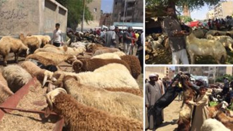 تحيا مصر