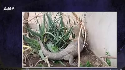 يشبه التمساح ويخدم البيئة.. تفاصيل عن كائن 