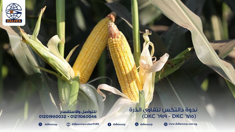 تحيا مصر