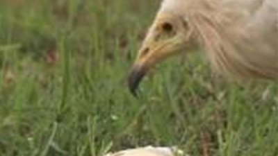 بالفيديو.. نسر مصري ذكي يستخدم صخرة لكسر بيضة