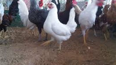 أسعار الدواجن اليوم