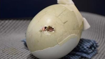 بالصور.. جراحة دقيقة لإصلاح قشرة بيضة عصفور