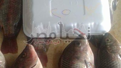 التموين بالإسماعيلية يوفر أسماك بأسعار أقل 15 جنيه عن الاسواق
