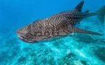 البيئة ... إعداد برنامج رصد تواجد القرش الحوتى  Whale Shark بالبحر الأحمر