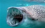 البيئة ... إعداد برنامج رصد تواجد القرش الحوتى  Whale Shark بالبحر الأحمر