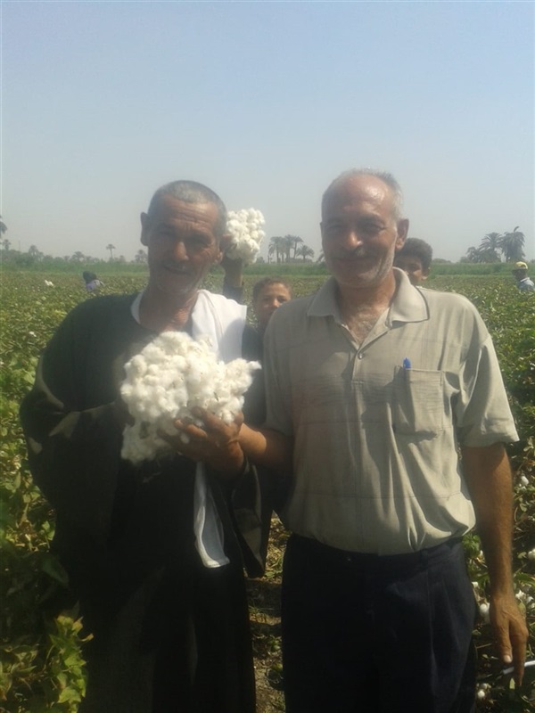 بالصور الزراعة : لجان المكافحة تتفقد زراعات القطن بمحافظة بني سويف